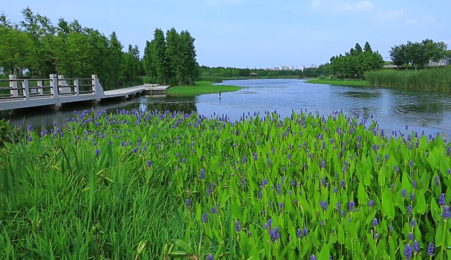 苏州虎丘湿地公园02.jpg